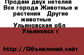 Продам двух нетелей - Все города Животные и растения » Другие животные   . Ульяновская обл.,Ульяновск г.